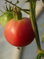 Tomate rose de berne