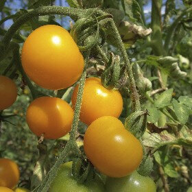 Tomate jaune de thoune