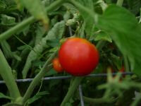 Tomate glacier