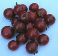Tomate cerise black cherry