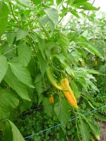 Poivron jaune