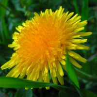 'miel' de fleurs de pissenlit