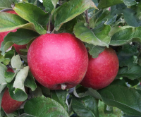 Dalirène - pomme bio 2kg