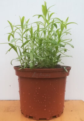 Estragon en pot de 17 cm