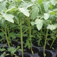 Plant de tomate roma