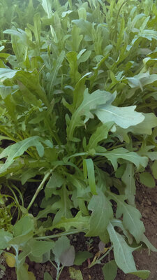 Salade roquette