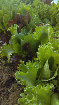 Salade mesclun
