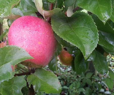 Pommes rouges