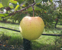 Pommes golden-plateau