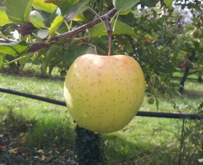 Pommes golden-plateau