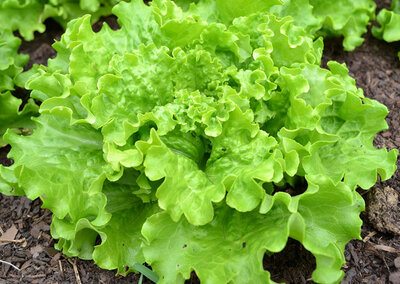 Salade