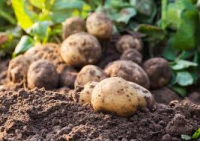 Pommes de terre monalisa