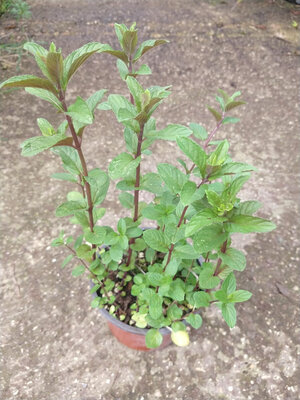Menthe chocolat