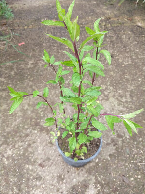 Menthe thaî