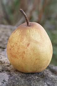 Poires crassane