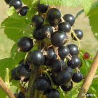 Cassis frais congelé