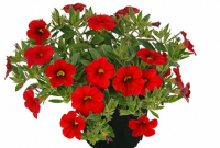 Calibrachoa rouge