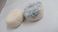 Crottin de chevre sec