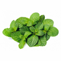 Plant de menthe
