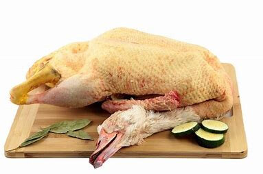 Canard