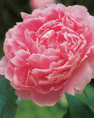 Pivoine