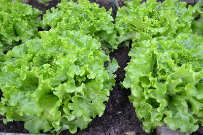 Salade