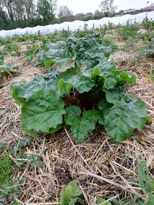 Rhubarbe