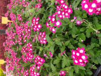 Verveine retombante violet et blanc