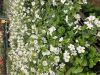 Bacopa blanc