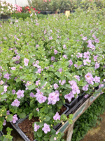 Bacopa rose double