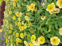 Mini petunia retombant jaune