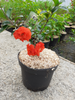 Chamiomeles orange storm