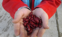 Haricots rouges