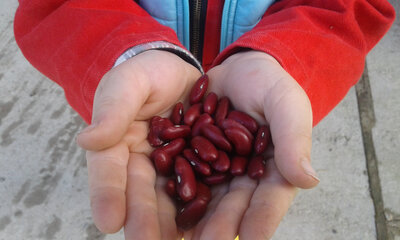 Haricots rouges