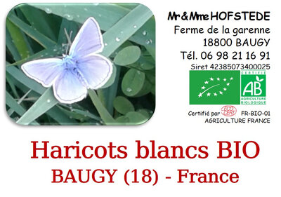 Haricots blancs lingots