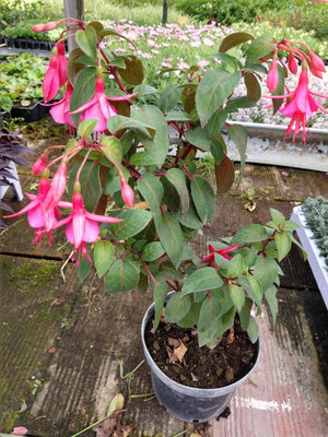 Fuchsia