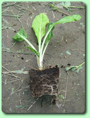 Plant de blette