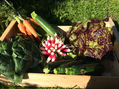 Grand panier de légumes saison
