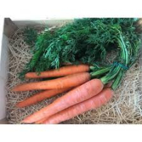 Carottes nouvelles botte