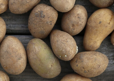 Gourmandines