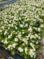 Begonia nain blanc fv x 10