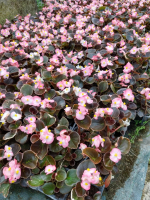 Begonia nain rose fp x 10