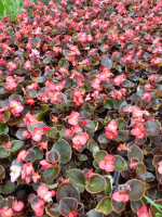 Begonia nain rouge fp x 10