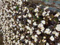 Begonia nain blanc fp x 10