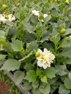 Dalhia nain blanc