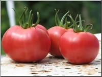 Plant tomate rose de berne god 7 cm