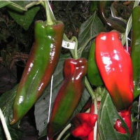 Plant piment doux lipari godet 7 cm