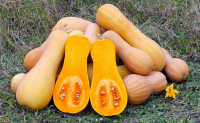 Plant de courge butternut godet 7 cm