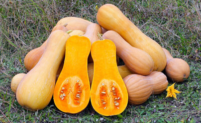Plant de courge butternut godet 7 cm