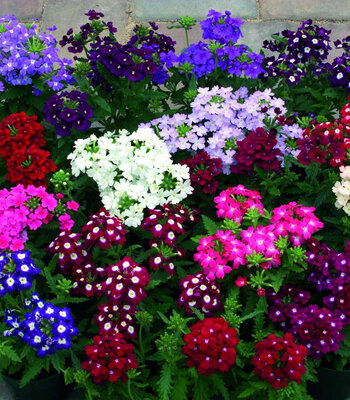 Verveine des jardins en pot de 12 cm